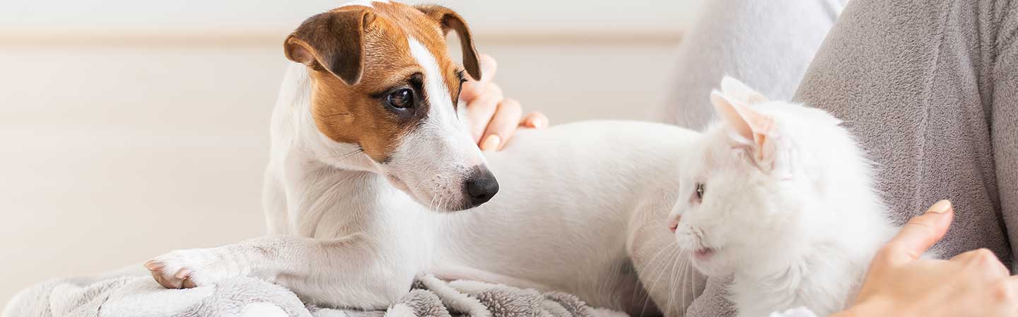 Hjälp ditt husdjur att få en frisk mage