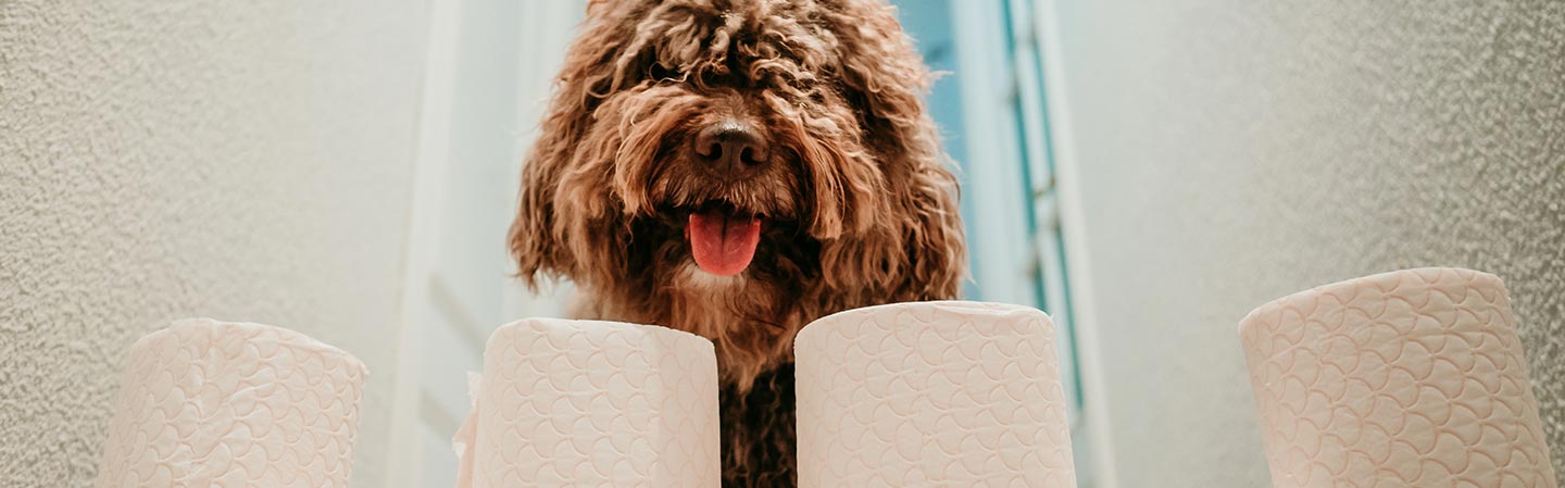 Ofta ställda frågor om Canikur