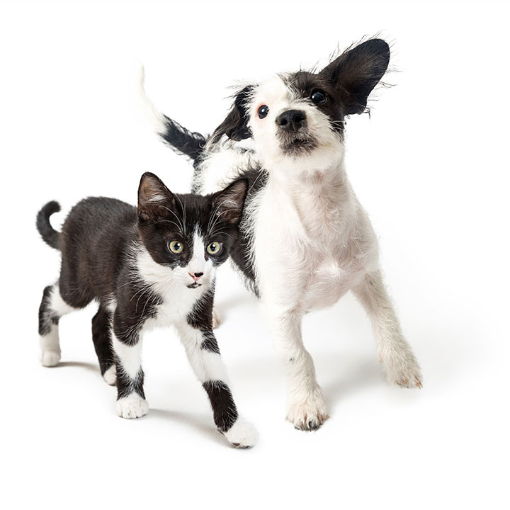 Fördelar med Canikur Pro