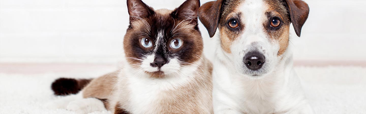 Canikur Pro – effekt och användning