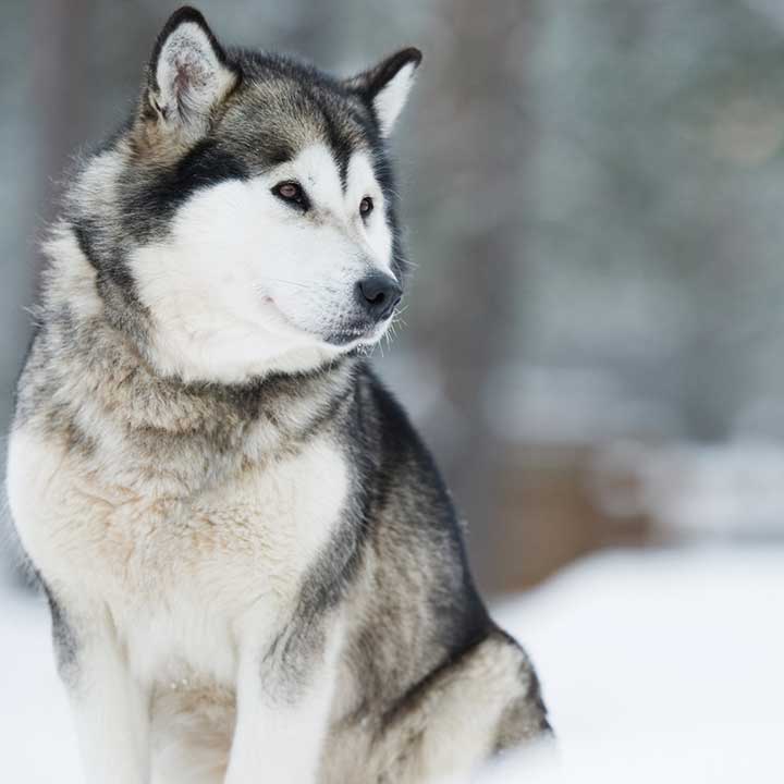 Mer om Canikur-tabletter