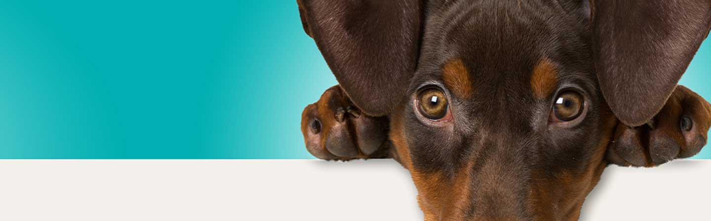 Ofta ställda frågor om Canikur Pro