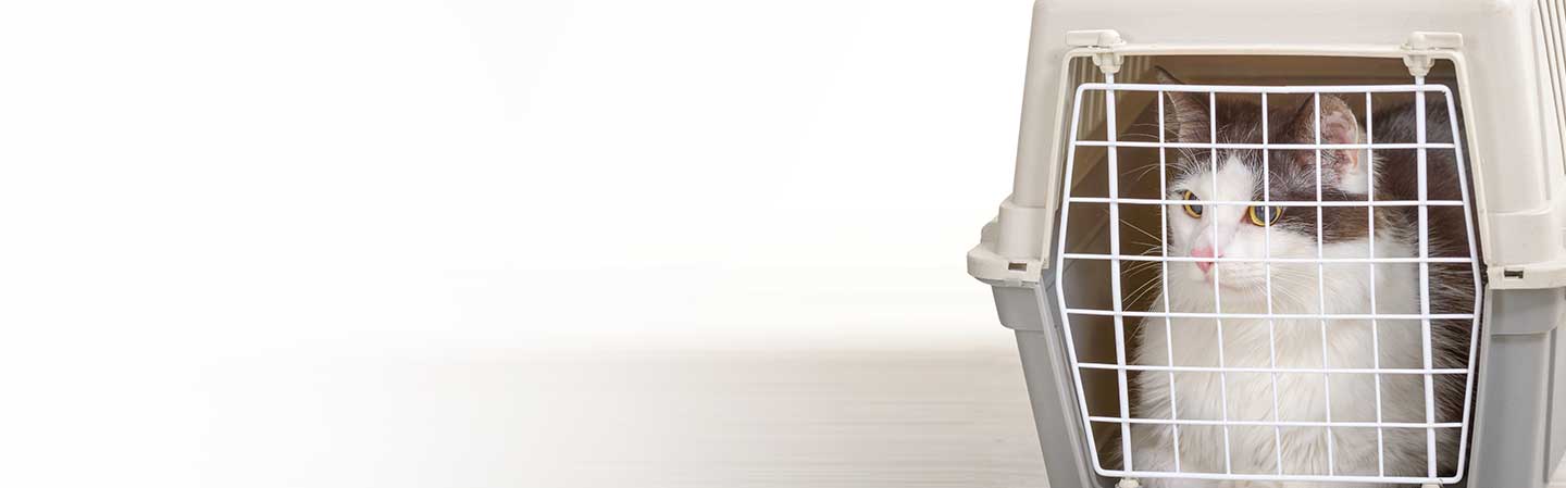 Resestress och diarré? Tips kring semester med de fyrbenta.